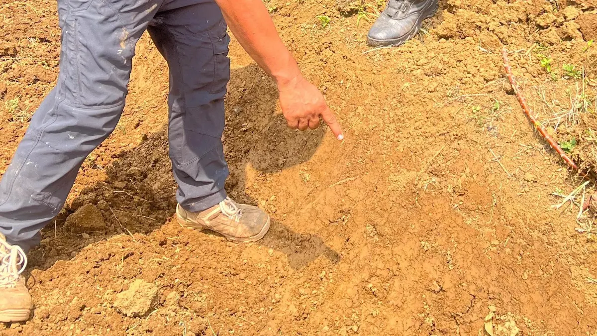Penampakan dua granat yang ditemukan warga di Kampung Cicopong, Kecamatan Cigudeg, Kabupaten Bogor.(Dok. Warga)