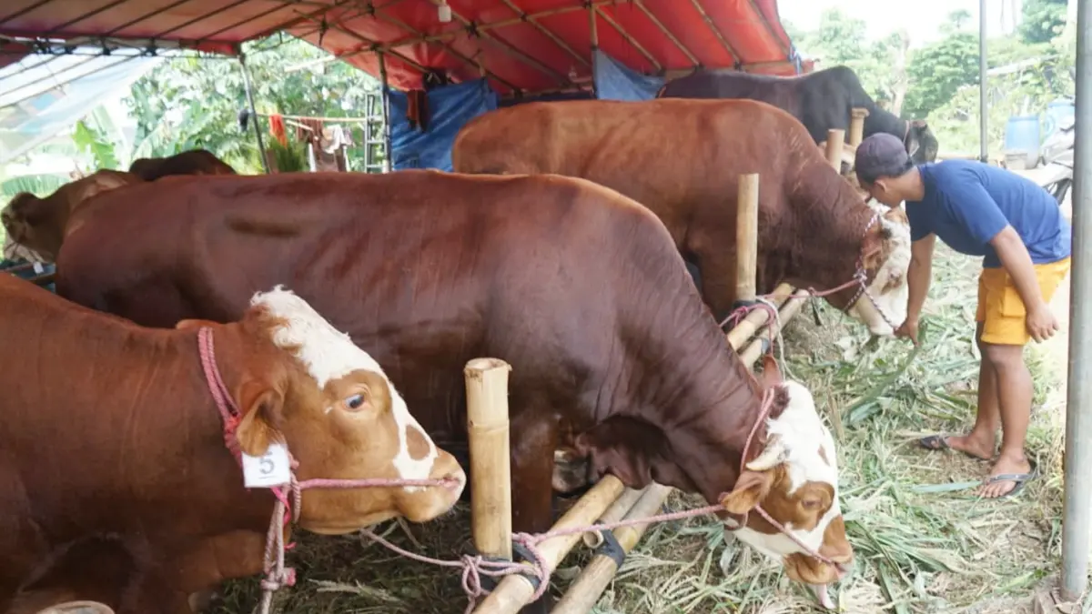 Pedagang hewan kurban sedang memberikan pakan kepada sapi sapi yang akan dijual di Jalan R3 Katulampa, Kota Bogor, Rabu, 13 Mei 2026. (Sofiansyah/Radar Bogor)
