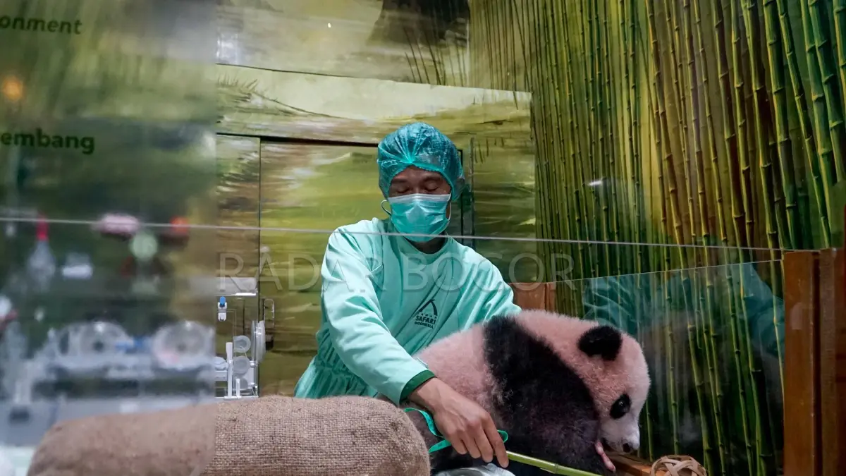 Tim Life and Science Taman Safari Indonesia, Bogor lakukan pemantauan tumbuh kembang dan kesehatan bayi Panda yang diberinama Satrio Wiratawan atau Rio, Cisarua, Kabupaten Bogor, Jawa Barat. Jumat (15 Mei 2026). Taman Safari Indonesia secara resmi perkenalkan, Satrio Wiratama atau Rio seekor panda hasil inseminasi buatan dari pasangan panda Cio Tao dan Hu Chun yang kini menunjukan pertumbuhan yang signifikan di usianya yang ke 170 hari. Foto : Muhammad Azis / Radar Bogor