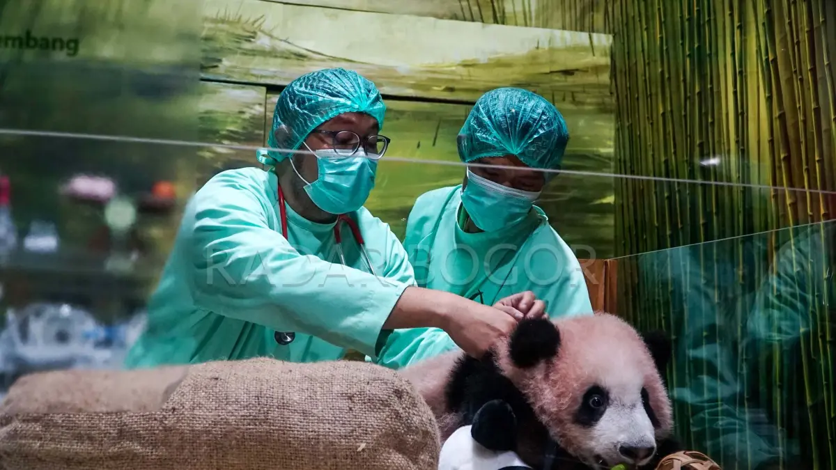 Tim Life and Science Taman Safari Indonesia, Bogor lakukan pemantauan tumbuh kembang dan kesehatan bayi Panda yang diberinama Satrio Wiratawan atau Rio, Cisarua, Kabupaten Bogor, Jawa Barat. Jumat (15 Mei 2026). Taman Safari Indonesia secara resmi perkenalkan, Satrio Wiratama atau Rio seekor panda hasil inseminasi buatan dari pasangan panda Cio Tao dan Hu Chun yang kini menunjukan pertumbuhan yang signifikan di usianya yang ke 170 hari. Foto : Muhammad Azis / Radar Bogor