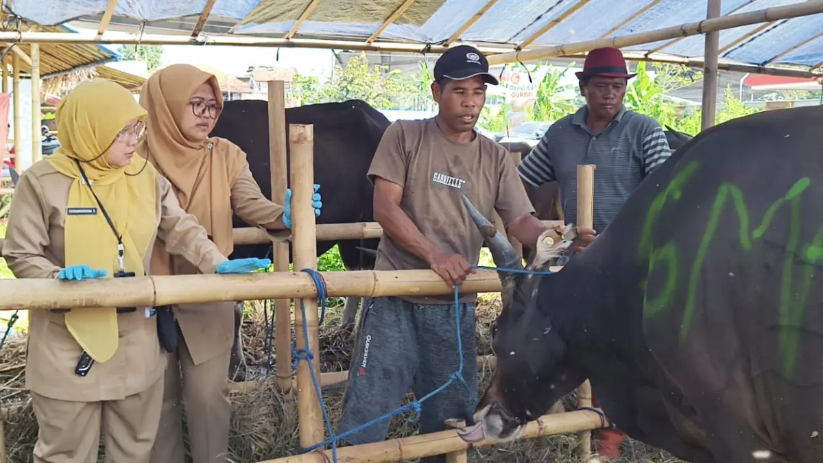 Petugas DKPP Kota Bogor bersama tim dokter hewan melakukan pemeriksaan kesehatan hewan kurban di salah satu lapak penjualan di wilayah Kota Bogor.(Fikri/Radar Bogor)