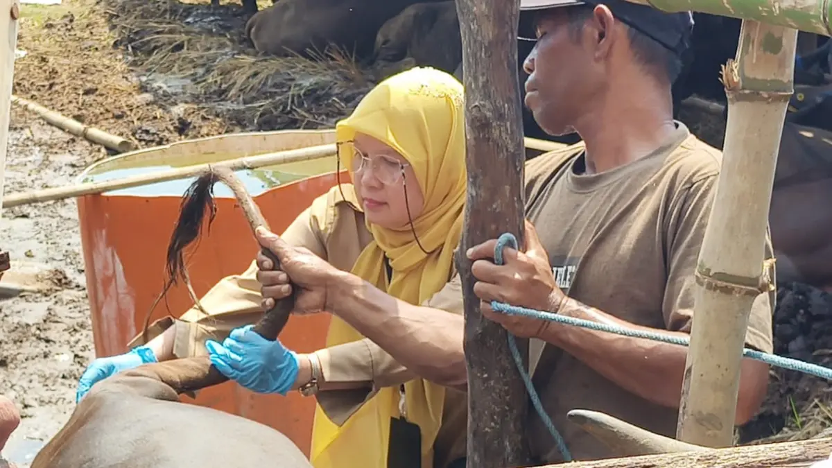 Petugas DKPP Kota Bogor bersama tim dokter hewan melakukan pemeriksaan kesehatan hewan kurban di salah satu lapak penjualan di wilayah Kota Bogor.(Fikri/Radar Bogor)