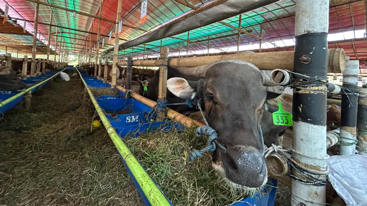 Sapi kurban yang sudah dipesan oleh Syahrini yang ada di Bogor. Fotto: Fauzan/Radar Bogor