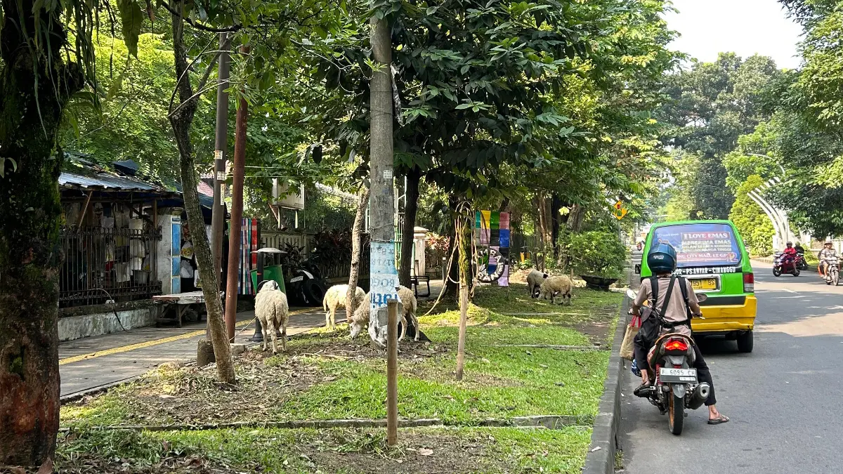 Lapak hewan kurban yang berjualan di area trotoar Jalan Tentara Pelajar, Kota Bogor. Foto: Fauzan/Radar Bogor