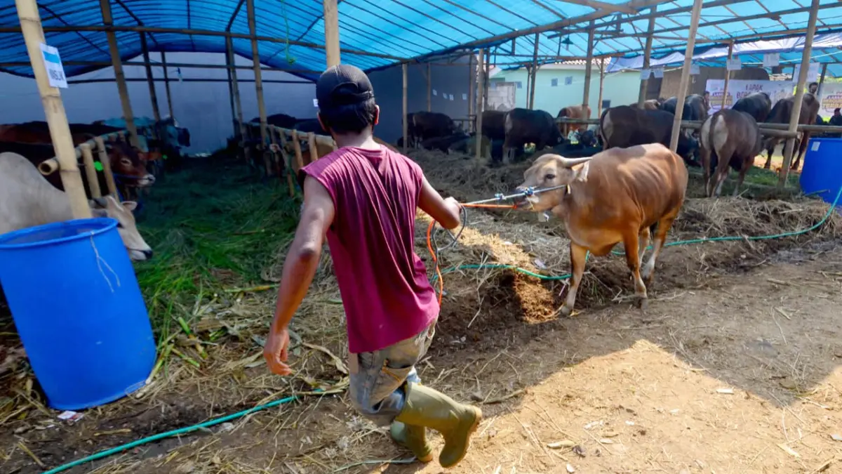 Lapak penjual hewan kurban di Jalan Tegar Beriman Bambu Kuning, Cibinong, Kabupaten Bogor. (Hendi Novian/Radar Bogor)