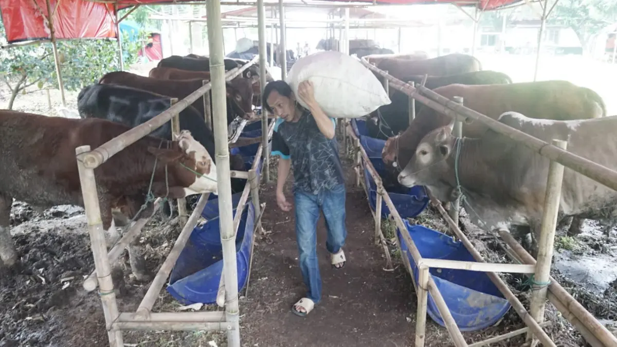 Pedagang hewan kurban di Jalan Pajajaran Kota Bogor, Jumat, 22 Mei 2026. (Sofiansyah/Radar Bogor)