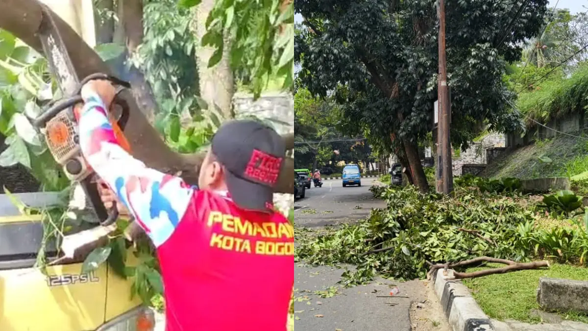 Pohon tumbang di Jalan Sukasari 1 Kota Bogor, Sabtu, 23 Mei 2026. (Fikri/Radar Bogor)