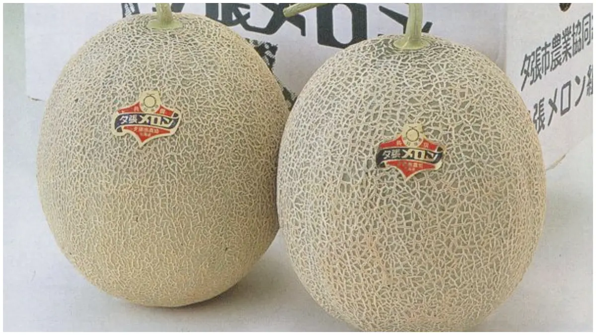 Ilustrasi Melon Yubari asal Hokkaido yang laku terjual dengan nilai sekitar Rp643,8 juta