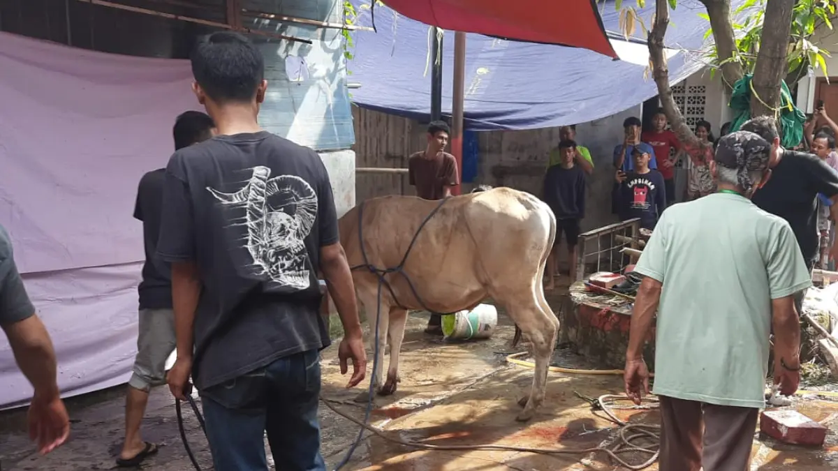 Bank Kota Bogor menyalurkan satu ekor sapi dan dua ekor kambing pada Iduladha 1447 H ke sejumlah titik di Kota Bogor, sebagai bentuk kepedulian sosial dan komitmen berbagi kepada masyarakat. (Dok. Bank Kota Bogor)