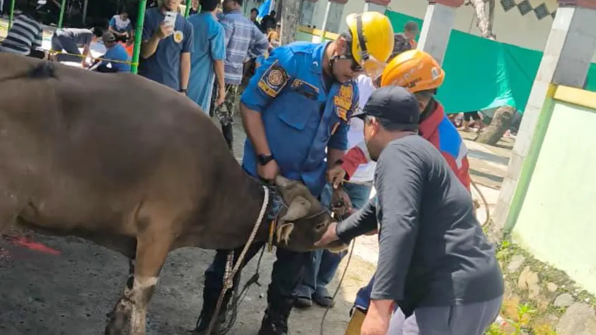 Damkar Kabupaten Bogor mengevakuasi sapi yang kabur saat akan disembelih. (Dok. Damkar Kabupaten Bogor)