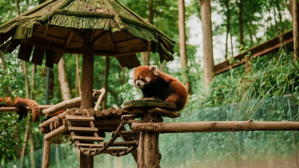 Ilustrasi salah satu satwa yang ada di kebun binatang. (Foto: Pexels/Celeo Sun)