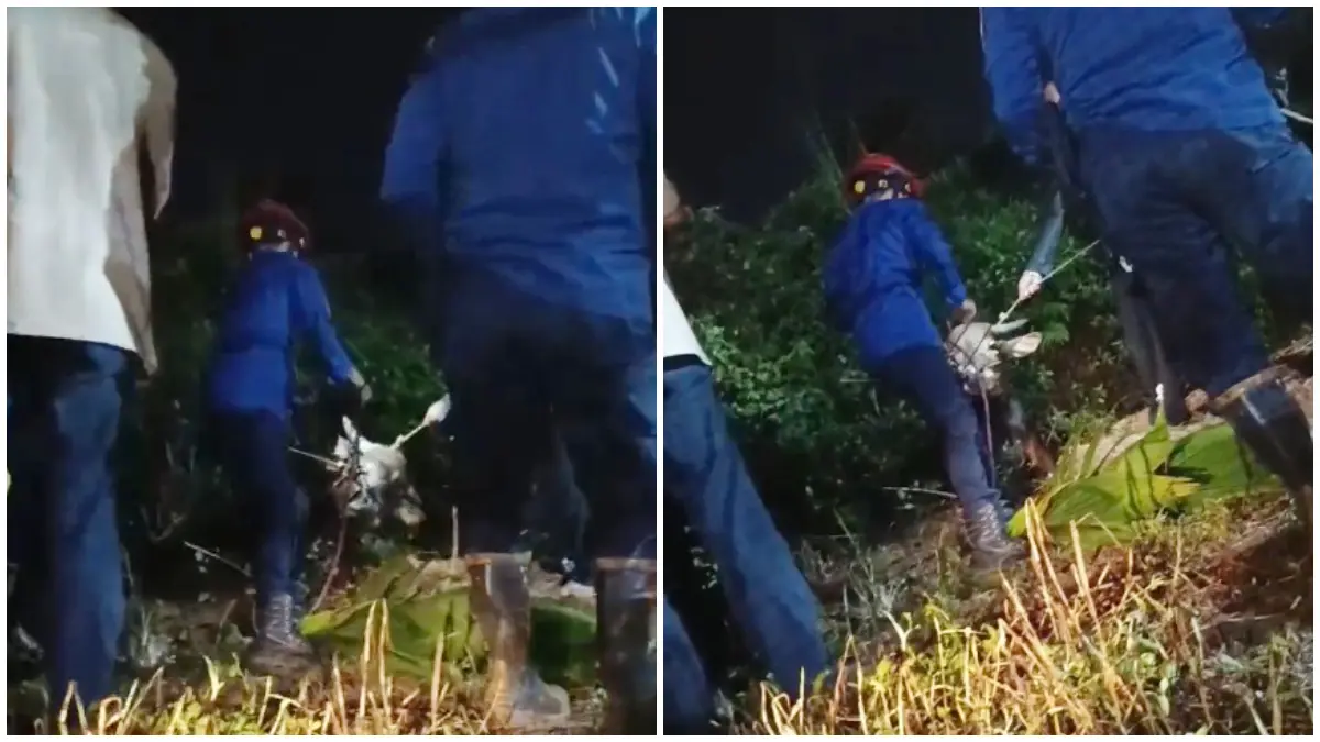 Petugas Damkar saat melakukan evakuasi sapi kurban yang terperosok dj Kecamatan Cileungsi, Kabupaten Bogor, Rabu 27 Mei 2026. (Foto: Damkar for Radar Bogor)