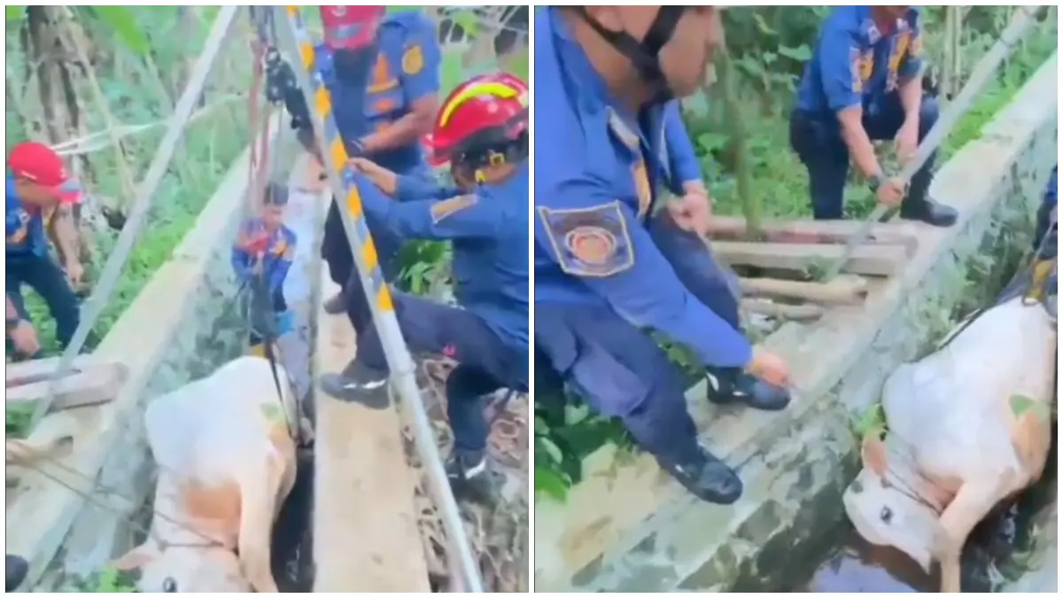 Petugas Damkar saat mengevakuasi sapi kurban yang masuk selokan di Kampung Pasir Maung, Desa Citaringgul, Babakan Madang, Kabupaten Bogor.