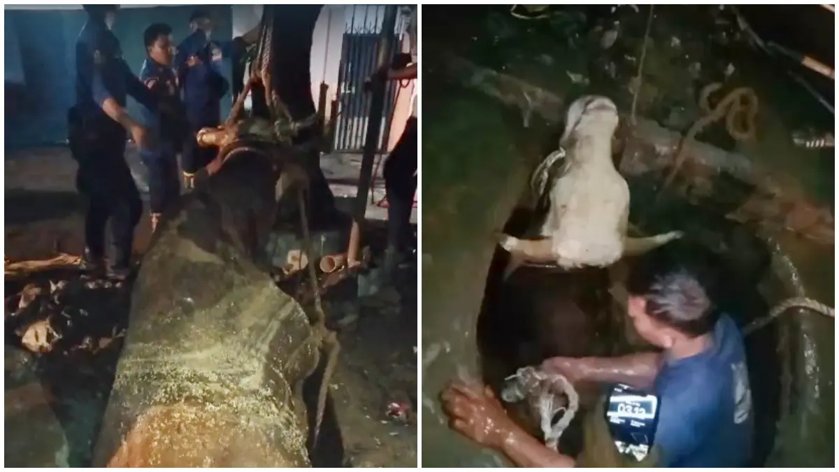 Petugas Damkar saat proses evakuasi sapi kurban yang terperosok ke gorong-gorong di Tajurhalang Bogor. 