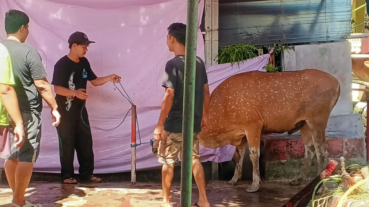 Proses penyembelihan hewan kurban di Masjid Al Attiqiyah Ciwaringin melibatkan panitia DKM dan pengurus RT. (Fikri/Radar Bogor)