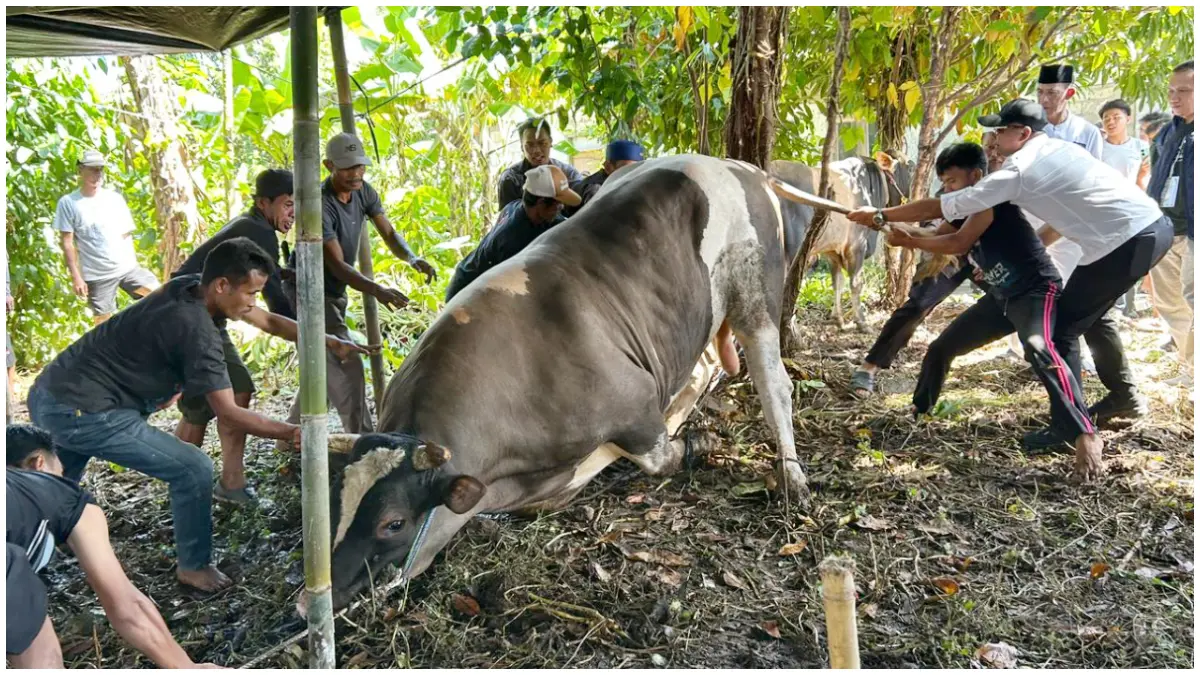 Proses penyembelihan sapi kurban dari Presiden Prabowo Subianto di Kelurahan Kayumanis, Kota Bogor. (Foto : Fauzan/Radar Bogor)