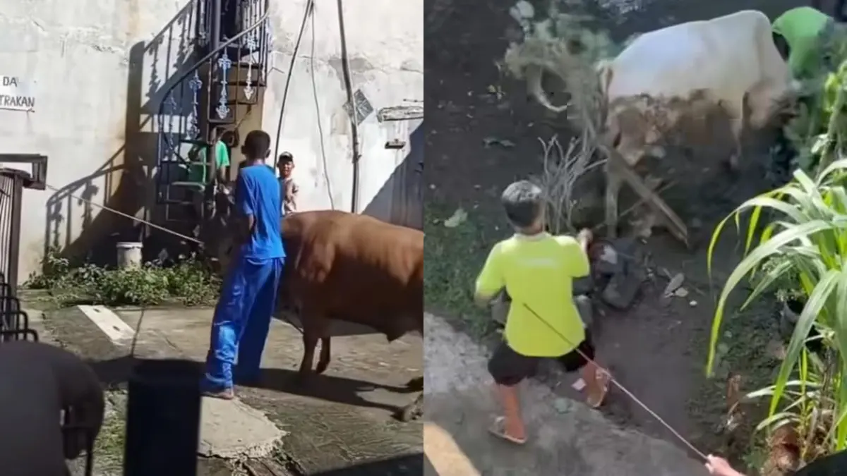 Sejumlah sapi kurban di Depok kabur sebelum disembelih pada Hari Raya Idul Adha 1447 Hijriah. (Tangkapan layar video media sosial)