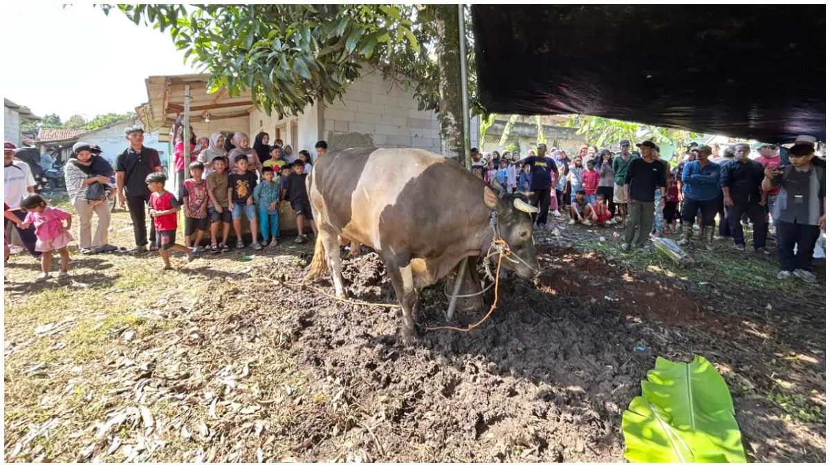 Tampak sapi kurban dari Presiden Prabowo Subianto untuk warga Kayumanis, Tanah Sareal, Kota Bogor. (Foto : Fauzan/Radar Bogor)