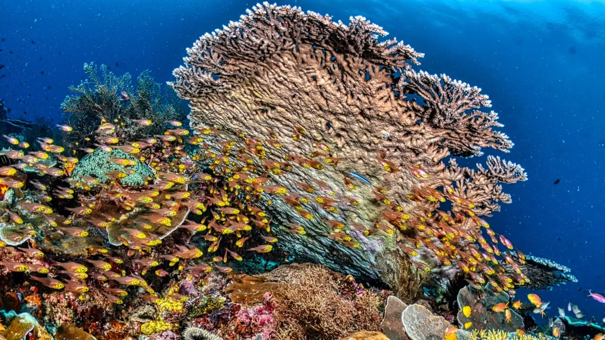 Ilustrasi keindahan bawah laut Taman Nasional Bunaken (Foto: Pexels/Tom Fisk)