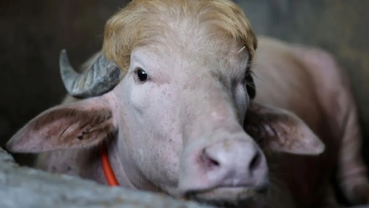 Kerbau Albino yang disebut mirip Donald Trump. Foto: REUTERS/Mohammad Ponir Hossain