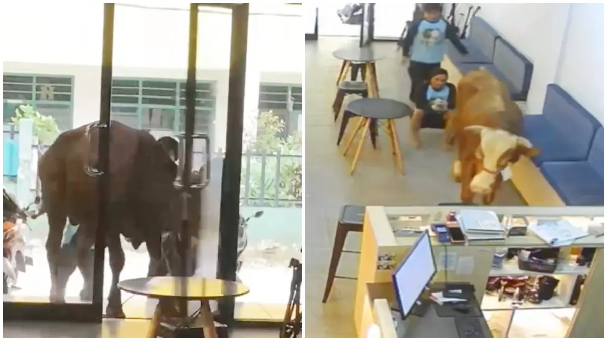 Tangkapan layar rekaman CCTV Admin Ahkamera Bogor saat sapi kurban masuk toko. 