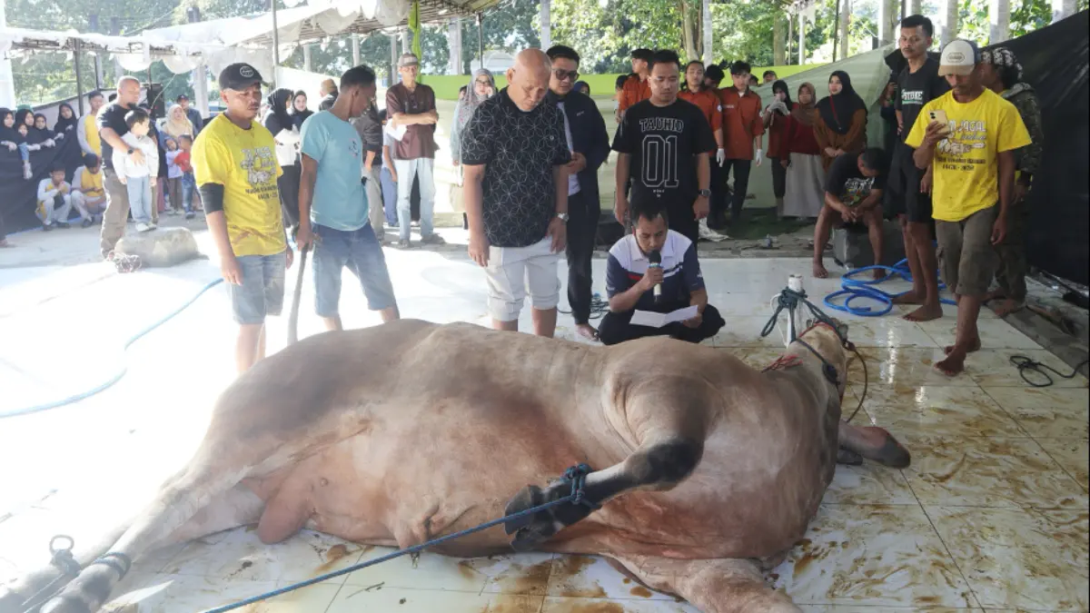 Hewan kurban Idul Adha di Unida Bogor. Foto: Dok Unida