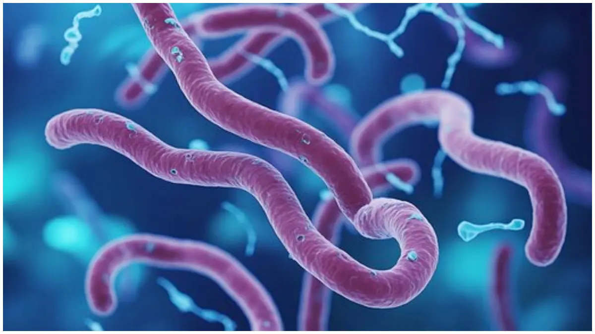 Ilustrasi penyakit Ebola.