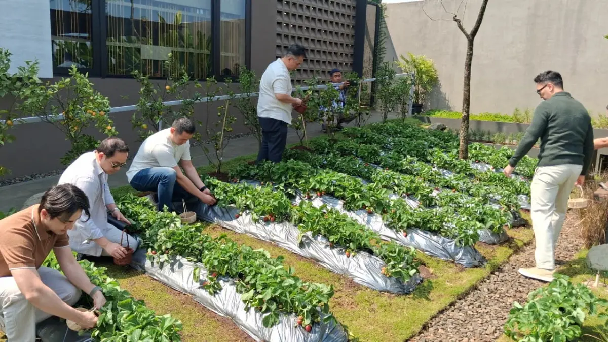 Memetik stroberi langsung dari kebun urban farming di Sequoia Hills, Sentul, Kecamatan Babakan Madang, Kabupaten Bogor, Sabtu, 30 Mei 2026. (Muhammad Ali/Radar Bogor)