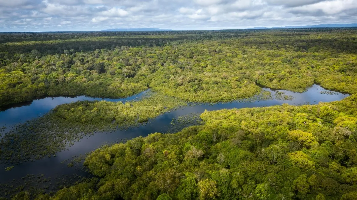 Ilustrasi panorama di taman nasional Sebangau. Foto: Pexels/Erikmdr prcfi
