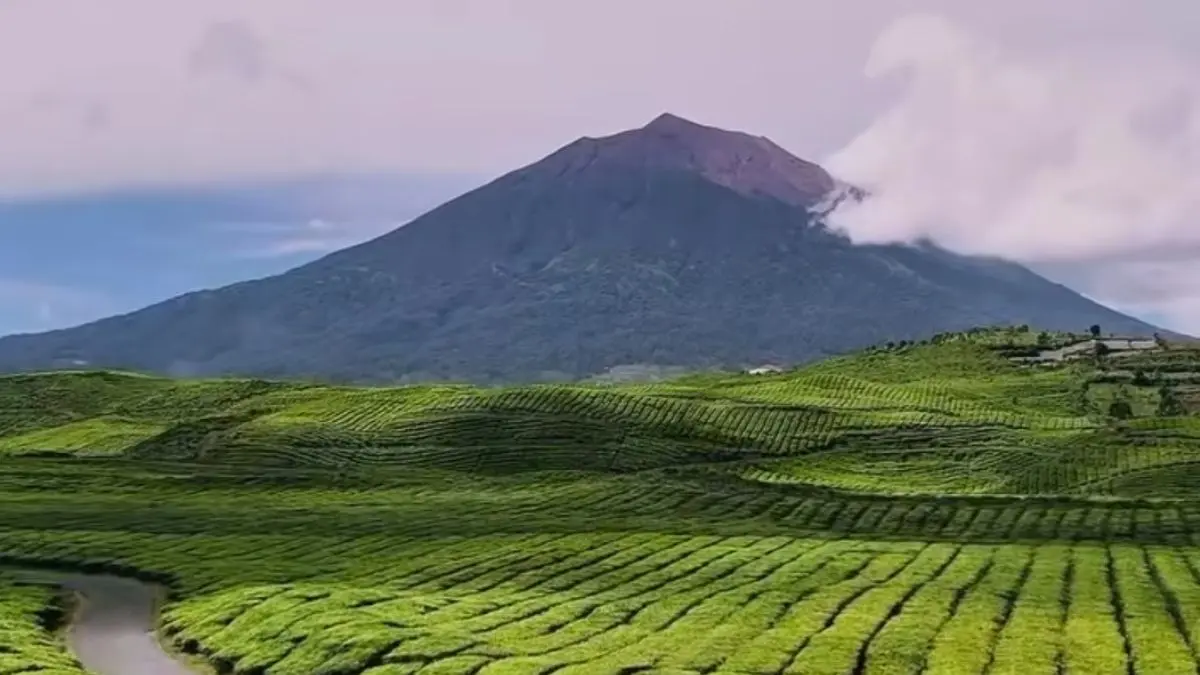 Panorama Kebun Teh Kayu Aro. (Foto: Instagram @kerinci_wisata_adventure)