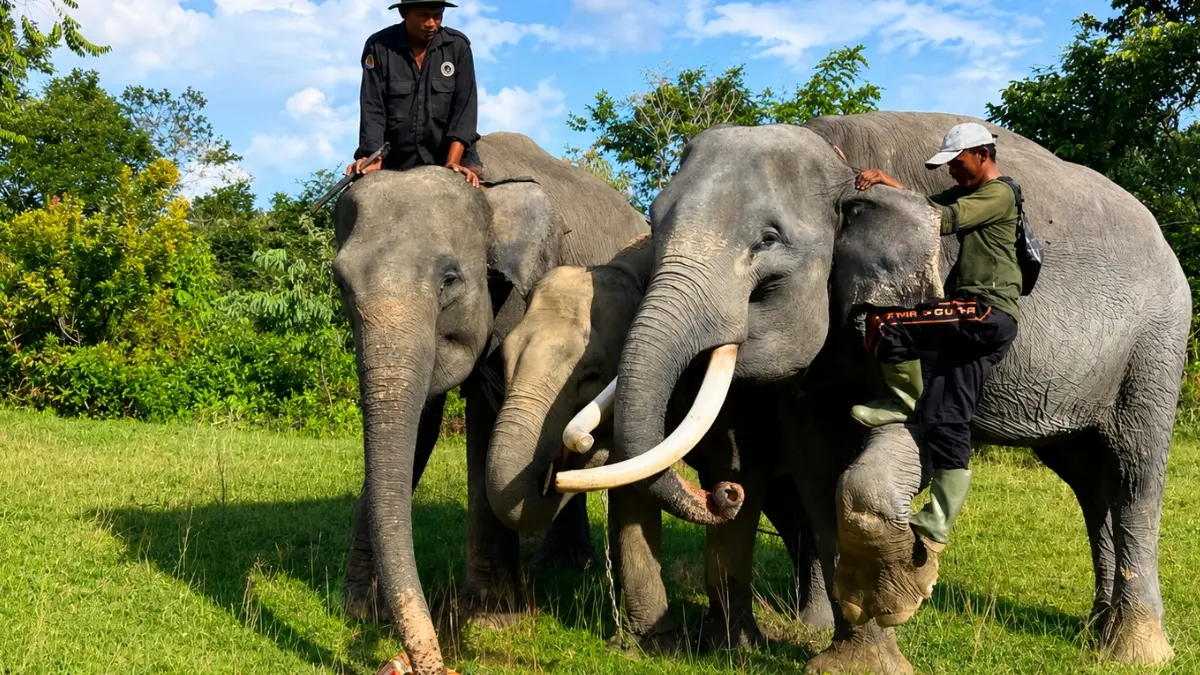 Kegiatan di pusat pelatihan gajah Seblat. (Foto: Instagram @savegajahseblat)