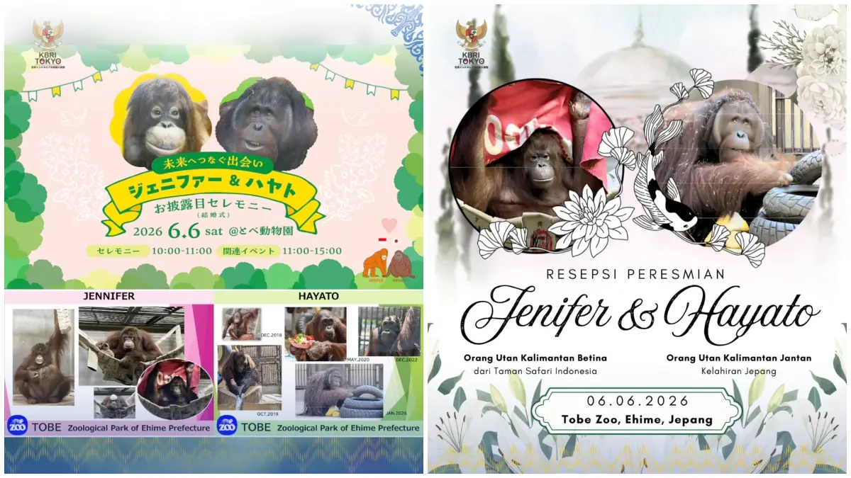 Dua orang utan Kalimantan Jennifer dan Hayato akan diperkenalkan kepada publik Jepang dalam resepsi yang digelar di Tobe Zoo, Prefektur Ehime, Jepang. (Foto: Instagram @kbritokyo)