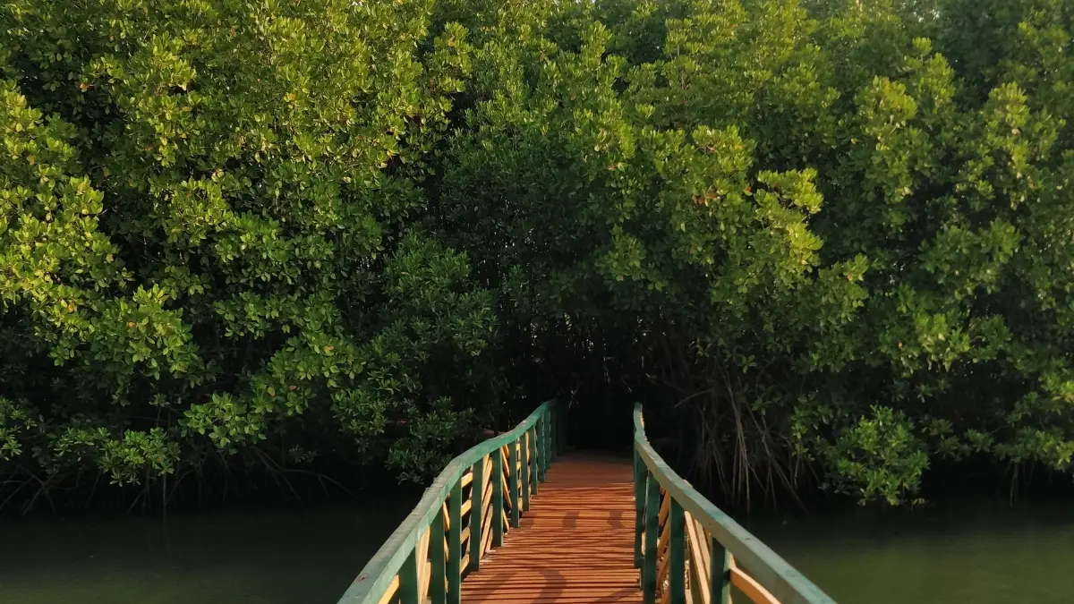 Ilustrasi Ekowisata Konservasi Mangrove. (Foto: Pexels/Keerthi Kumar)