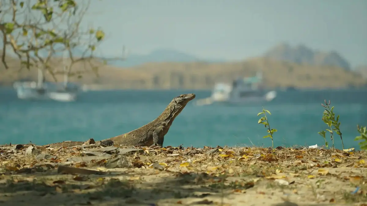 Fakta menarik Pulau Komodo sebelum wisatawan berkunjung ke Lombok. Foto: Laman Indonesiajuara Trip