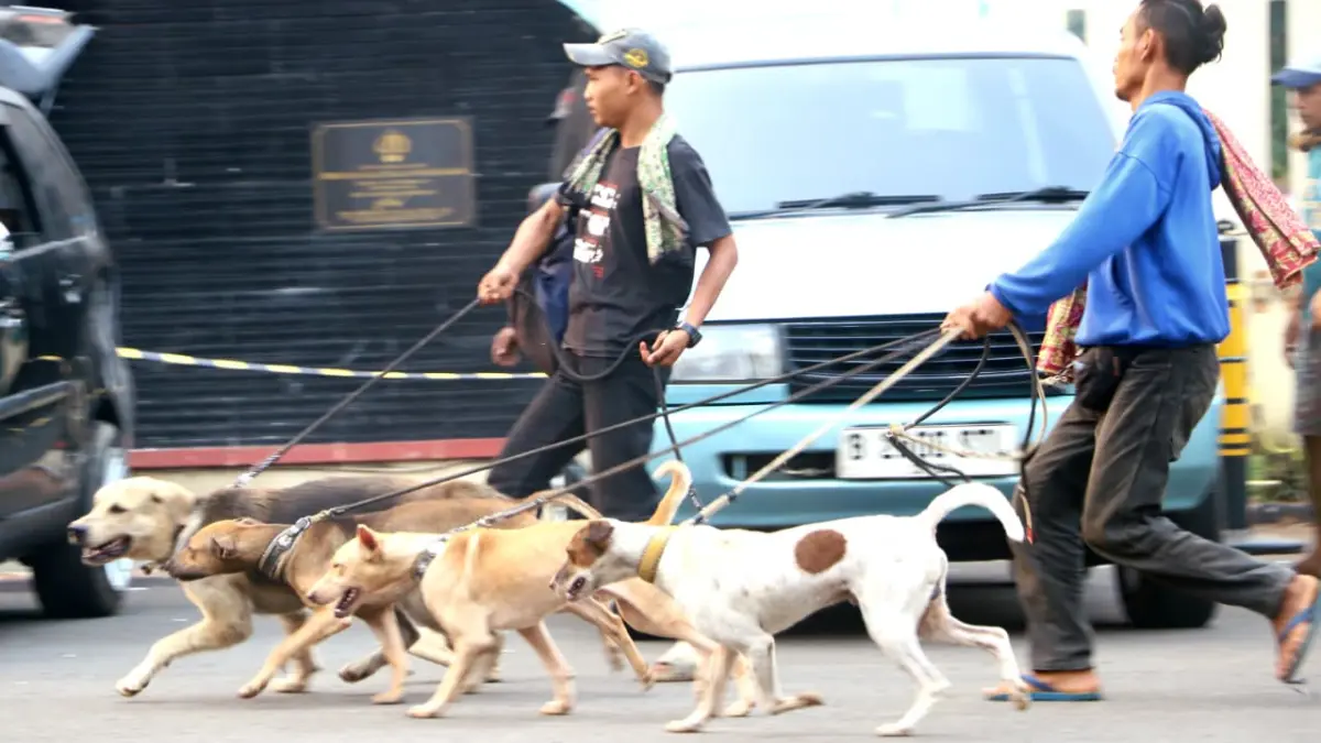 Polres Bogor mengamankan anjing pemburu pasca meninggalnya bocah berusia 9 tahun di Desa Sipak, Kecamatan Jasinga, Kabupaten Bogor. (Hendi Novian/Radar Bogor)