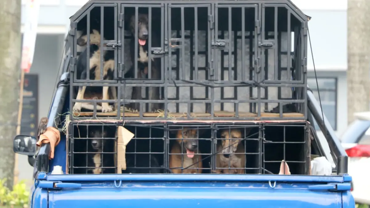 Polres Bogor mengamankan anjing pemburu pasca meninggalnya bocah berusia 9 tahun di Jasinga, Kabupaten Bogor. (Hendi Novian/Radar Bogor)
