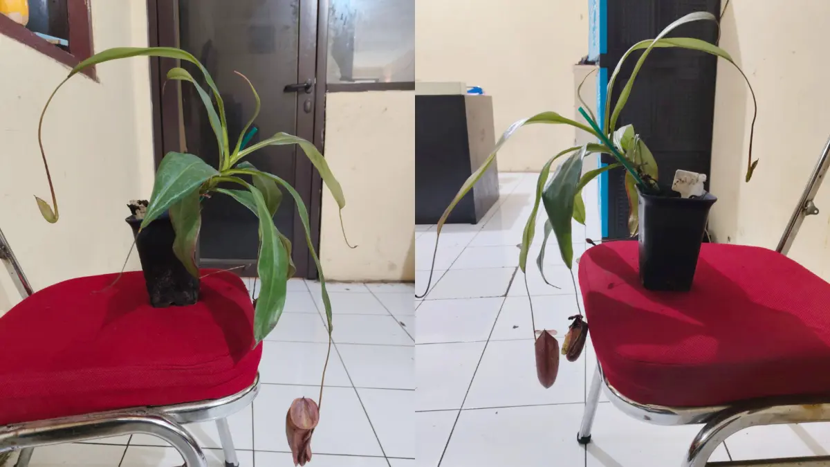 Tanaman langka diduga dicuri dari Kebun Raya Bogor. (Dok. Polsek Bogor Tengah)