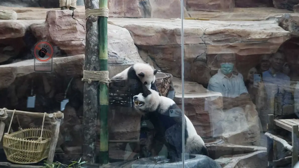 Taman Safari Indonesia secara resmi mengenalkan Baby Panda, Satrio Wiratama kepada publik, Selasa, 9 Juni 2026. (Aziz/Radar Bogor)