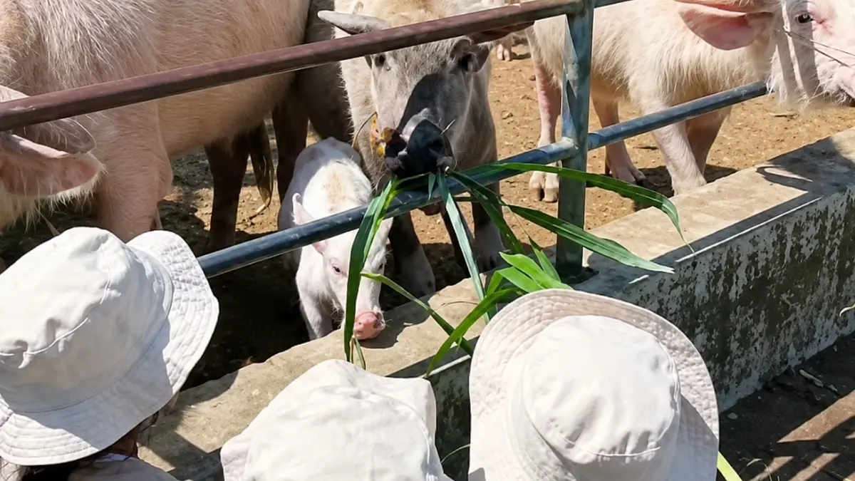 Anak-anak sedang memberi makan sapi di Kuntum Farmfield, salah satu tempat wisata ramah anak yang ada di Bogor. Foto: Instagram @kuntumfarmfield