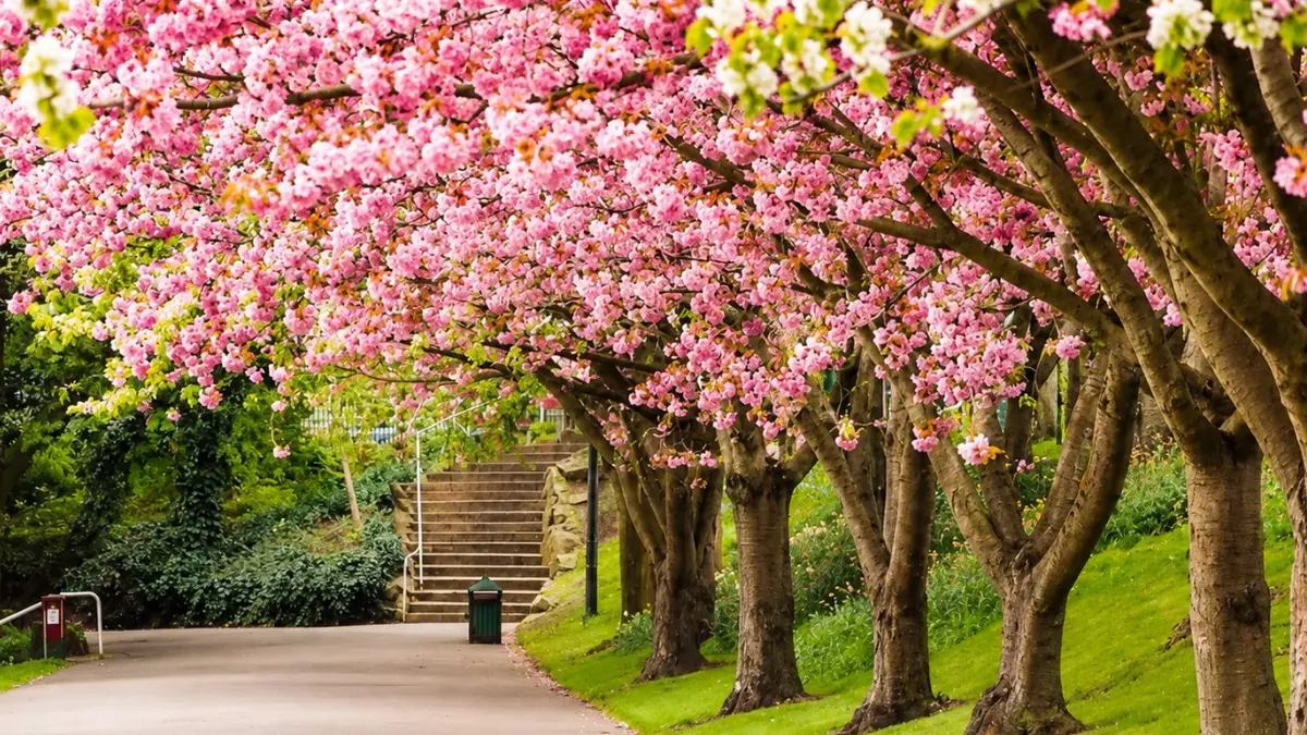 Ilustrasi bunga sakura mekar di kebun raya Cibodas. (Foto: Instagram @dunialoka.id)