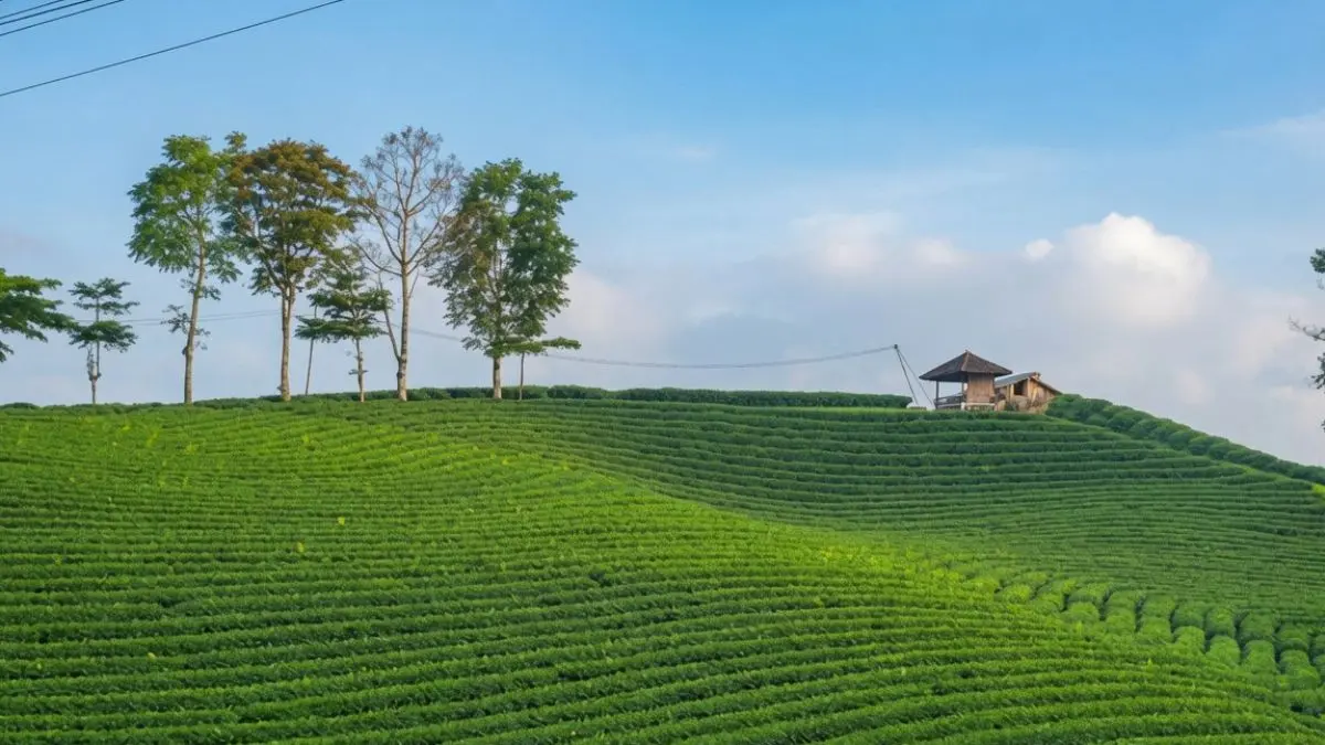 Panorama di kebun teh Cikuya, salah satu tempat wisata di Banten. Foto: Instagram @visitbanten.id