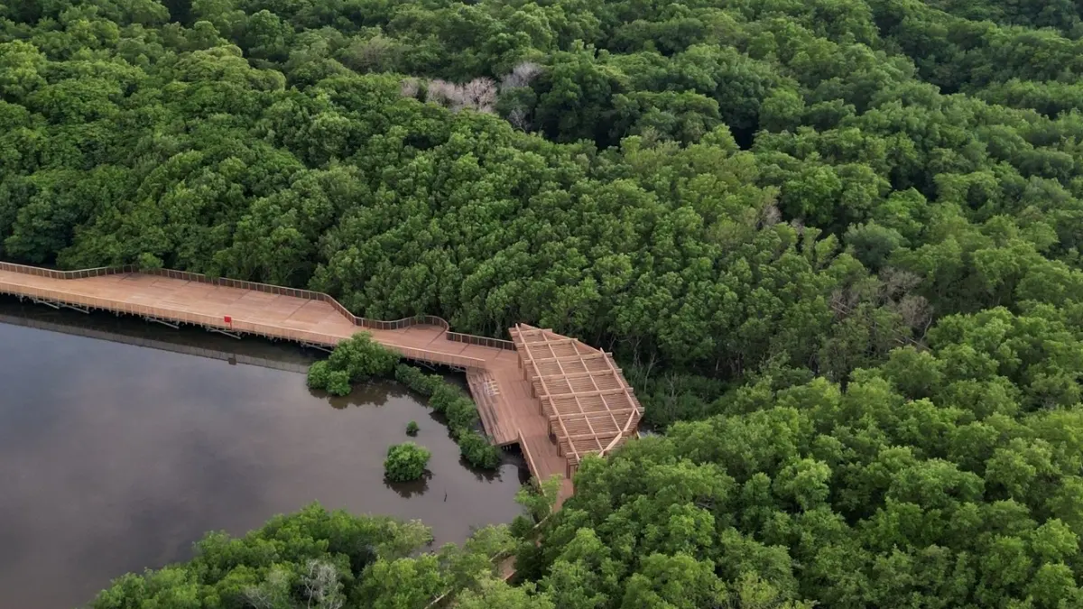 ilustrasi mangrove di muara gembong Bekasi. (Foto: Pexels/Carlos Mendoza)