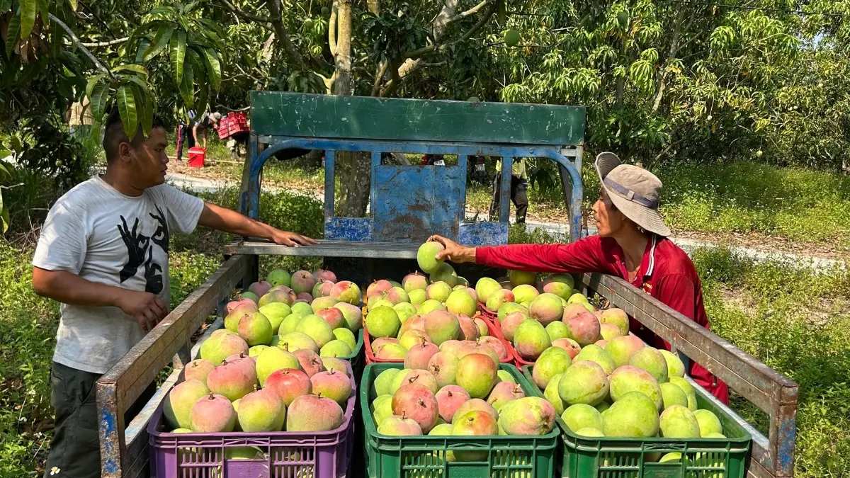 Ilustrasi agrowisata unik di Cirebon. (Foto: Pexels/Huu Thinh 79)