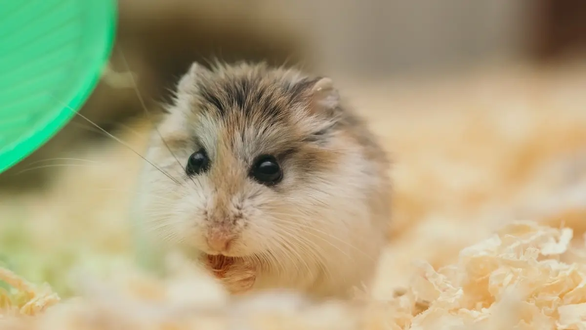 Ilustrasi Hamster di Bogor. (Foto: Pexels/Ellie Burgin)