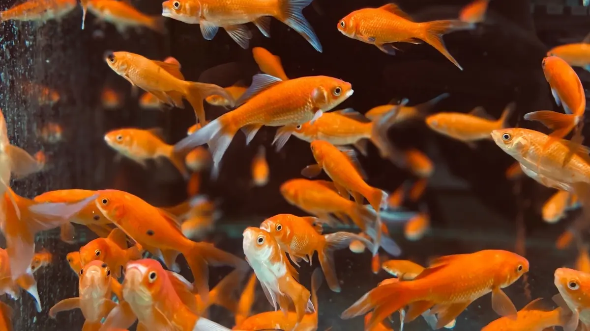 Ilustrasi pusat ikan hias di Bogor. (Foto: Pexels/Gabriel Purcaru)
