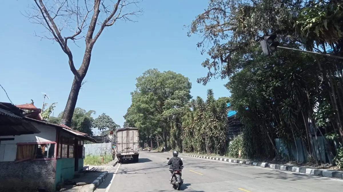 Pohon-pohon besar rawan tumbang di Jalan Raya Ciawi Bogor - Sukabumi. Warga meminta pihak terkait melakukan penebangan. Foto: Septi Nulawam/Radar Bogor