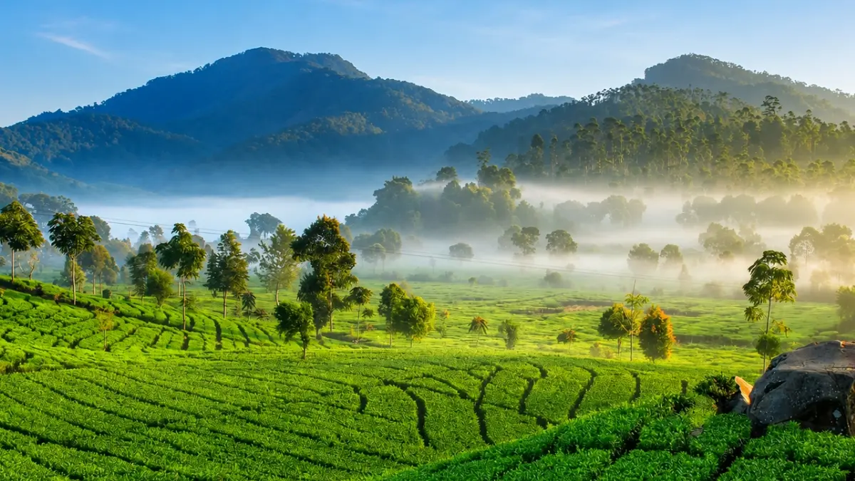 Wisata Kebun Teh Cipasung, Majalengka. (Foto: Instagram @infosemajalengka)