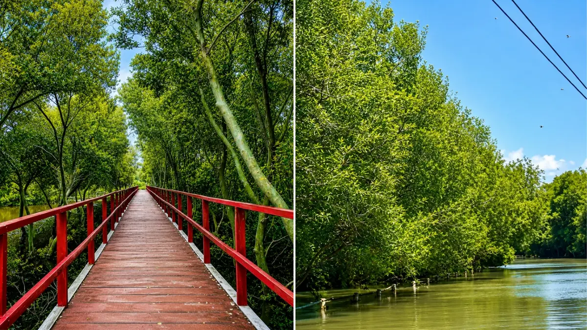 Kawasan wisata mangrove Karangsong, Indramayu. Foto: Instagram @mangrove.karangsong