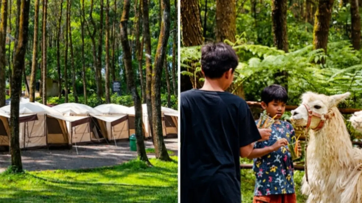 Tangkal Pinus Camping. (Foto: Instagram @tangkalpinus)