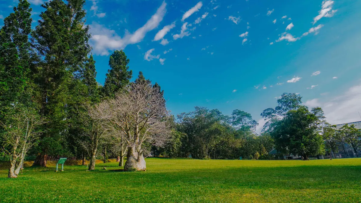 Tempat wisata di Bogor yang menarik. Foto: Kebun Raya